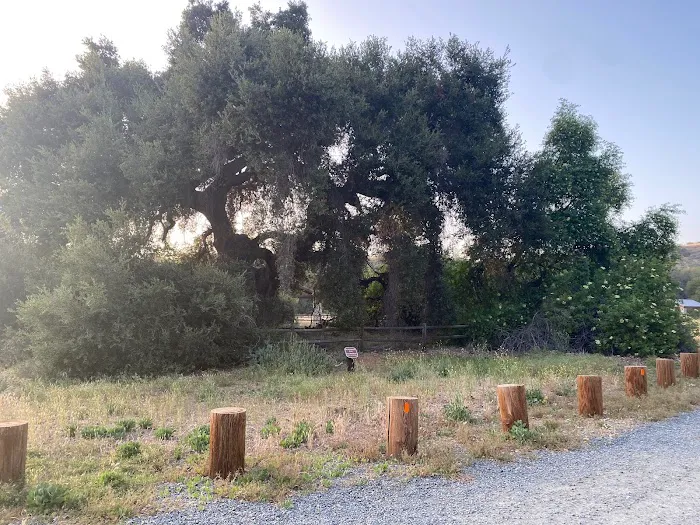San Juan Meadow Group Campground at Caspers Wilderness Park Picture 1