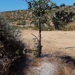 Oak Springs Campground