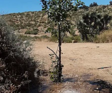 Oak Springs Campground