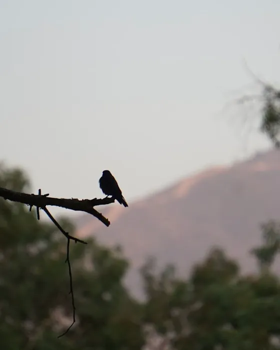 Yucaipa Regional Park Tent Campground Picture 4
