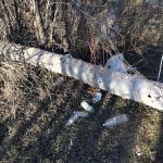 Upper Rancho Nuevo Campground