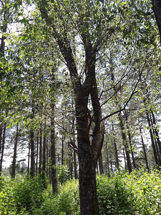 State Line Mobile Home Park Picture 10