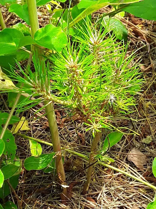 State Line Mobile Home Park Picture 6