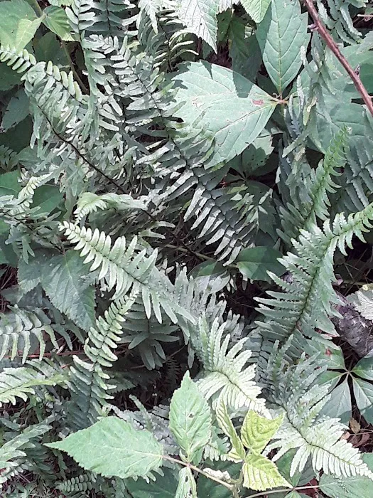 State Line Mobile Home Park Picture 5