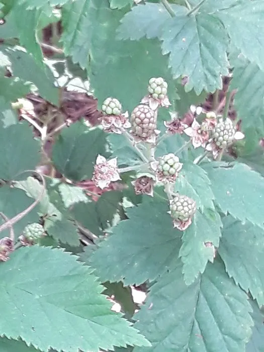 State Line Mobile Home Park Picture 8