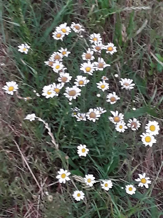 State Line Mobile Home Park Picture 9