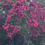 Rameys Mobile Home Park