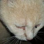 Hollins Mobile Home Park