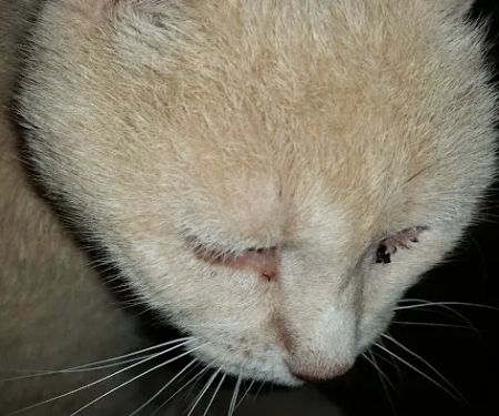 Hollins Mobile Home Park