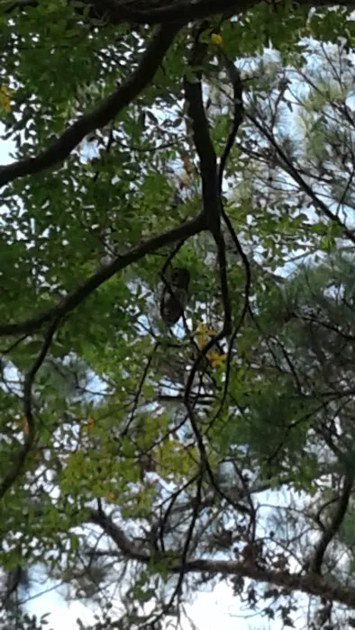 Shady Grove Mobile Home Park Picture 8