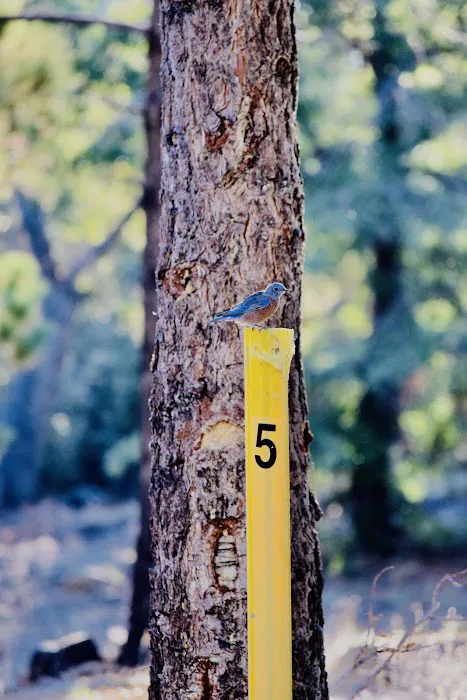 Yellow Post Site #5 Picture 7