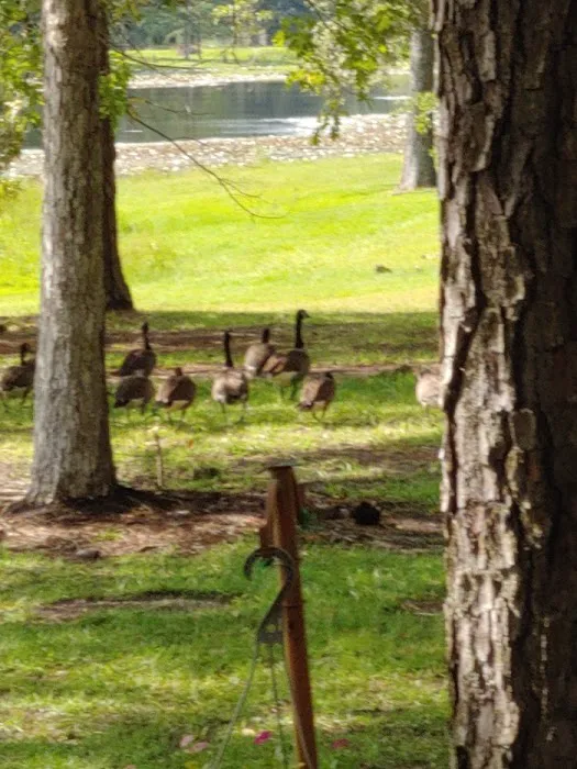 Williamson Mobile Estate & RV Park Picture 4