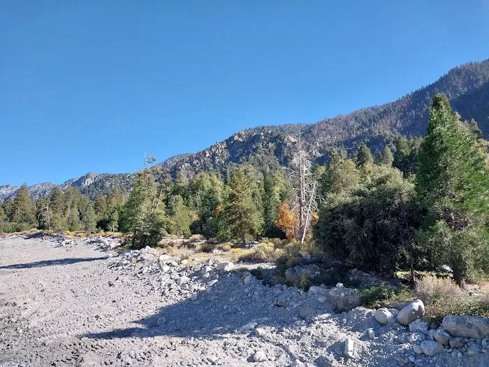 Forest Home Picture 9