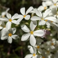 John's Meadow Camp ico