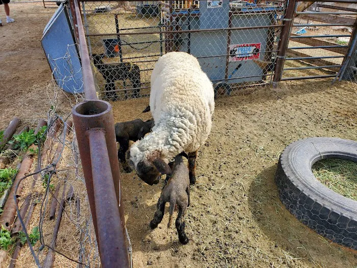 Victory Ranch Picture 7