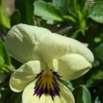 Oak Forest Mobile Home Community