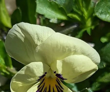 Oak Forest Mobile Home Community