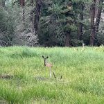 Boulder Group Campground