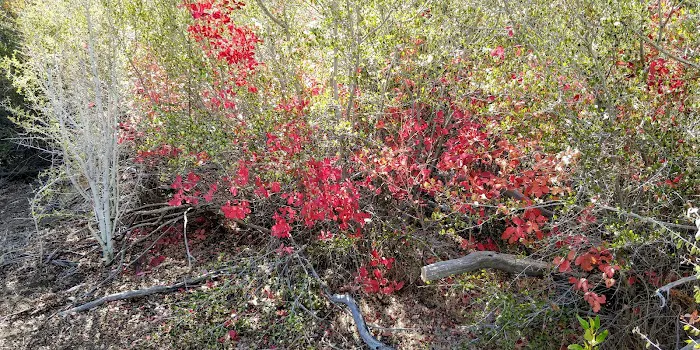 Blue Jay Camp Picture 1