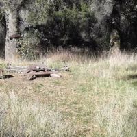 Lower Buckhorn Camp ico