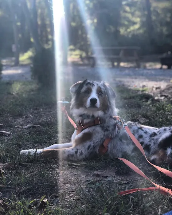 Riverwalk RV Park on the Yadkin River Picture 5