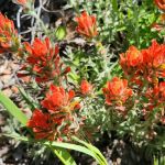 Falcon Group Campground