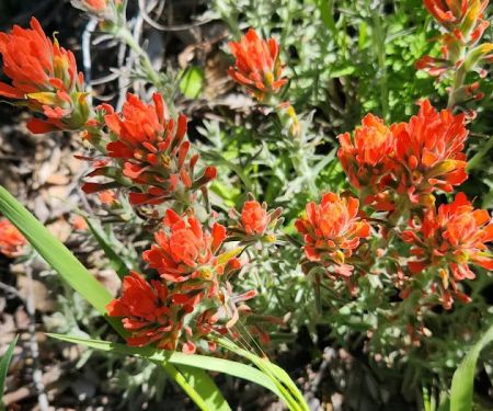 Falcon Group Campground