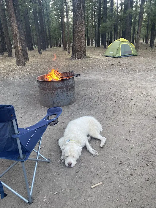 Holcomb Valley Campground Picture 8