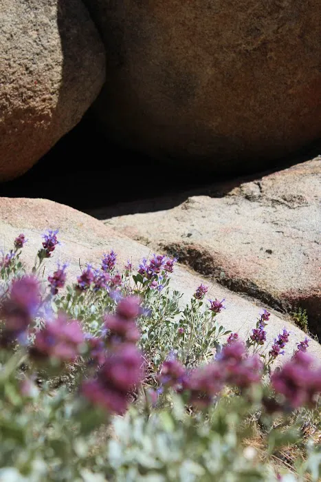 Holcomb Valley Campground Picture 1