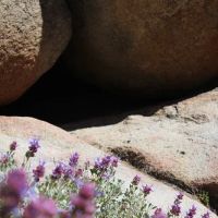 Holcomb Valley Campground ico