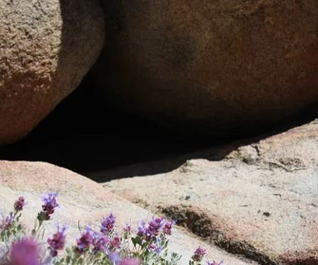 Holcomb Valley Campground