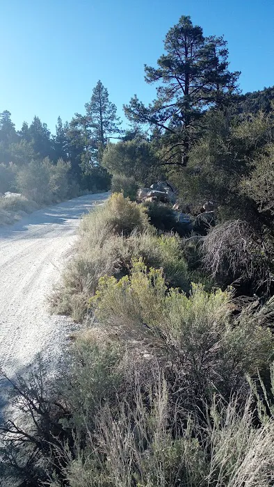 Holcomb Valley Campground Picture 3