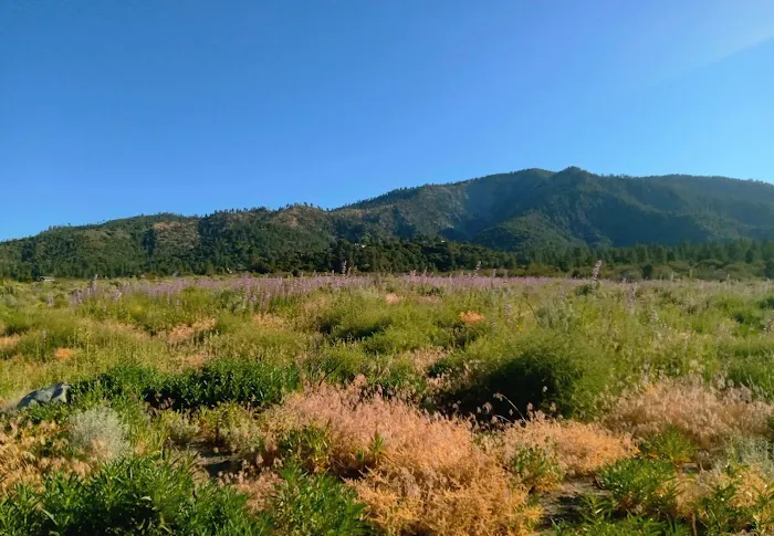 San Bernardino National Forest Serrano Campground Picture 4