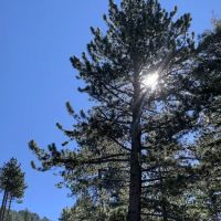 Vivian Creek Camp ico