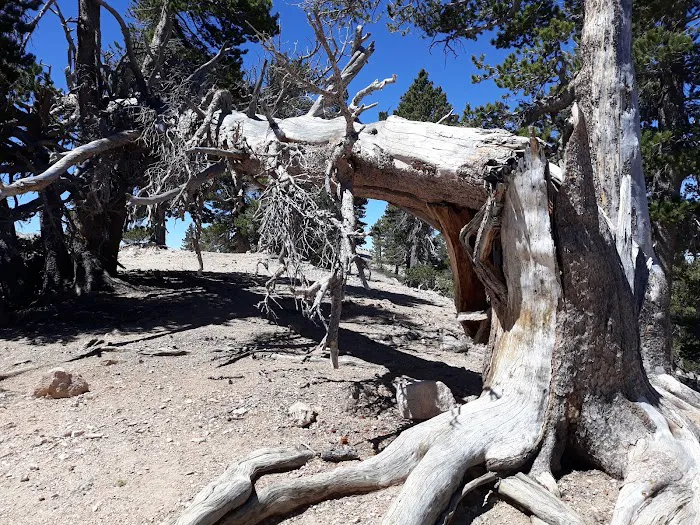 Vivian Creek Camp Picture 9