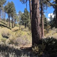 Halfway Camp ico