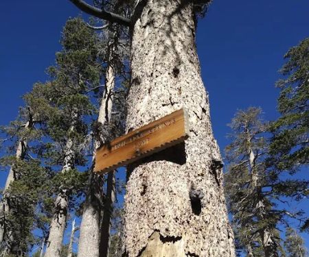 Trail Fork Springs Campground