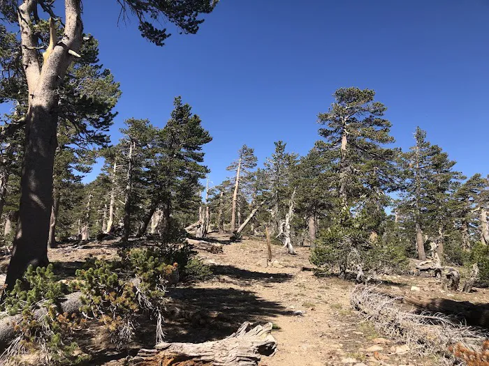 Anderson Flat Campground Picture 2