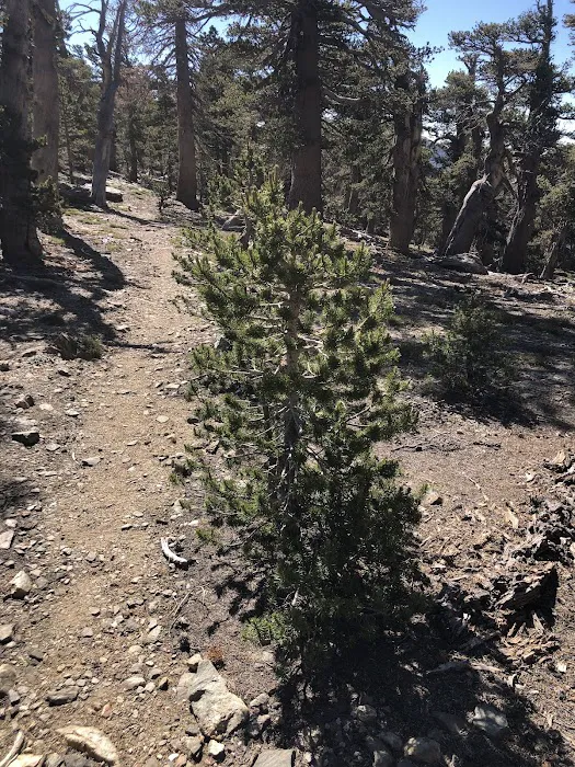 Anderson Flat Campground Picture 4