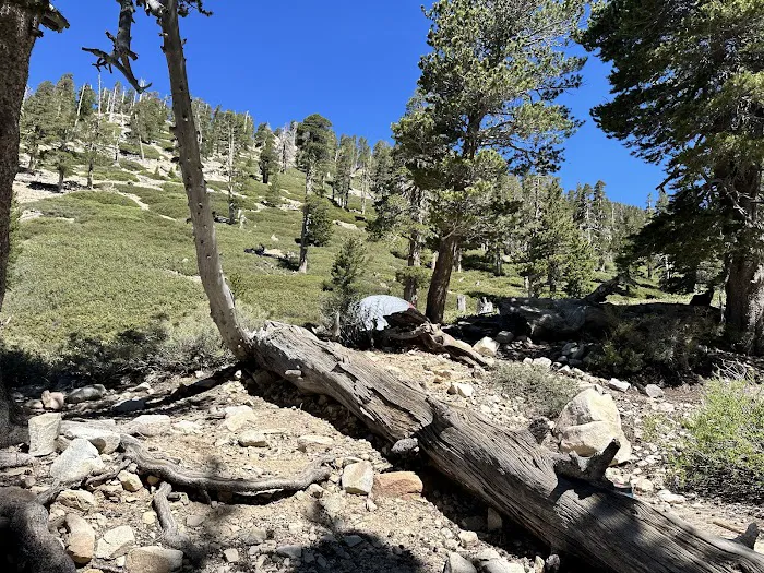 High Creek Camp Picture 8