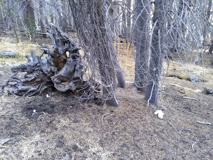 Jackstraw Springs Picture 3