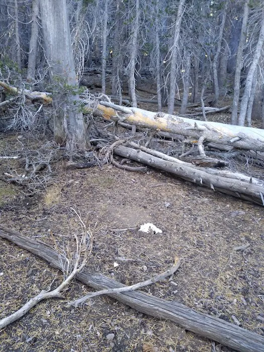 Jackstraw Springs Picture 4