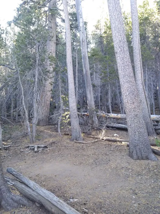 Jackstraw Springs Picture 1