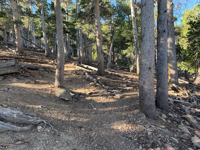 Jackstraw Springs Picture 6