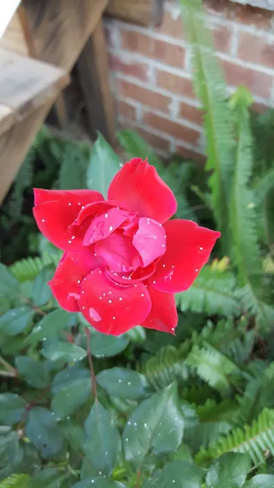 Brown's Mobile Home Park Picture 1