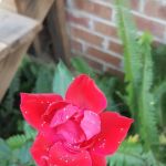 Brown's Mobile Home Park