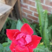 Brown's Mobile Home Park ico