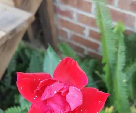 Brown's Mobile Home Park