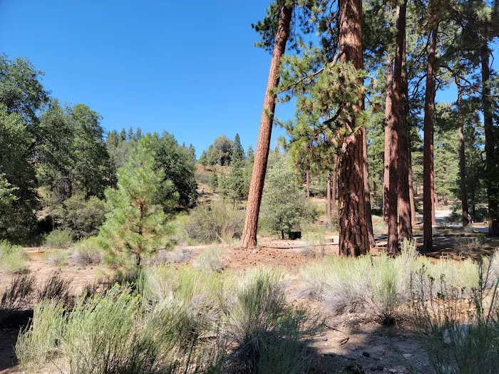 Barton Flats Campground Picture 7