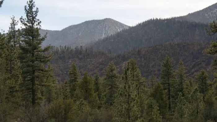 Barton Flats Campground Picture 10